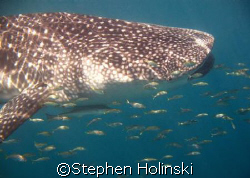 Big....Baby! Whaleshark.  About 3m long, and had probably... by Stephen Holinski 